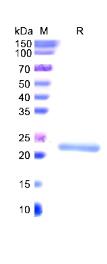 SDS-PAGE (CD79A-1444H).jpg